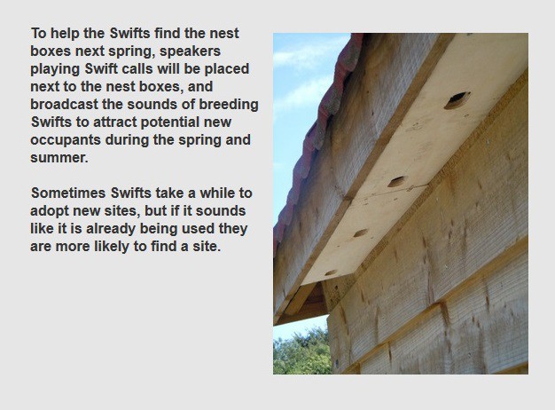 swift nest holes in building eaves