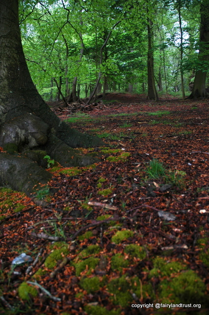 beech in woods with moss