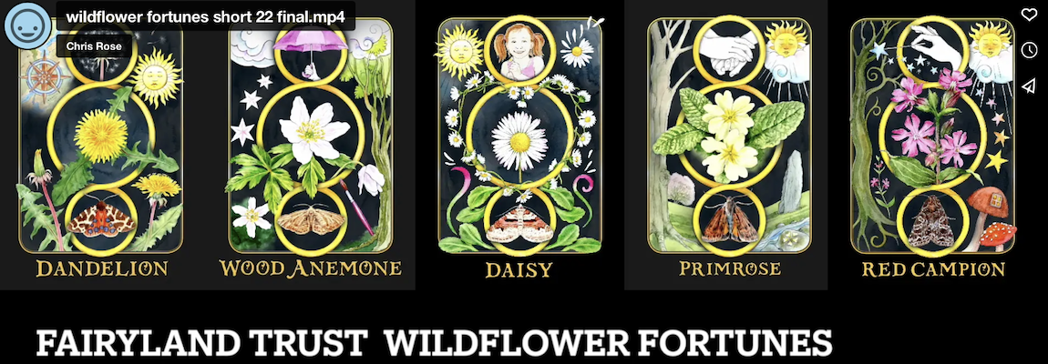 wildflower fortune telling